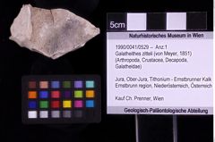 Foto (Objekt + Etiketten) von Galatheithes zitteli (von Meyer, 1851) (NHMW-GEO-1990-0041-0529)